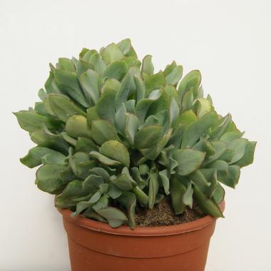 Crassula portulacea blue hale